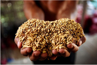 粮安中国 全球危机下的定力与远见