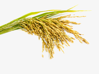 金色丰收的画卷 免费稻谷PNG素材的视觉盛宴与使用指南