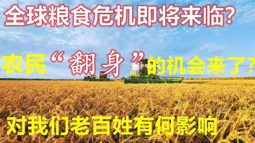 粮食价格上涨 农民机遇、市场挑战与全民应对